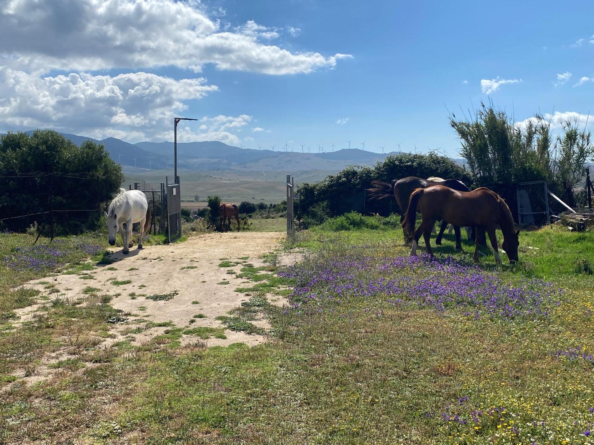 Rustic Cabin Tarifa 4 Guests 10 Minutes To Beach 外观 照片